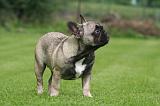 BOULEDOGUE FRANCAIS 1278